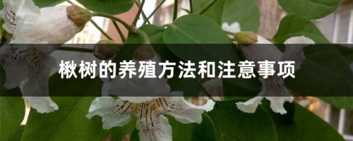 楸树的养殖方法和注意事项