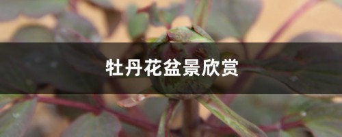 牡丹花盆景欣赏