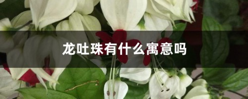 龙吐珠有什么寓意吗