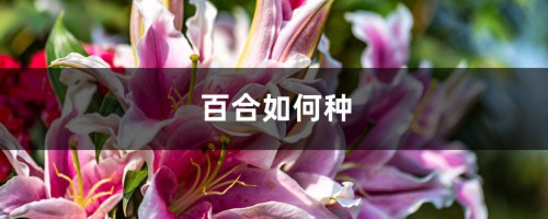 百合如何种，家中可以种百合吗