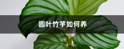 圆叶竹芋如何养