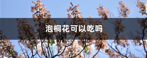 泡桐花可以吃吗