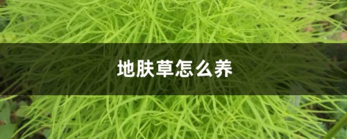 地肤草怎么养