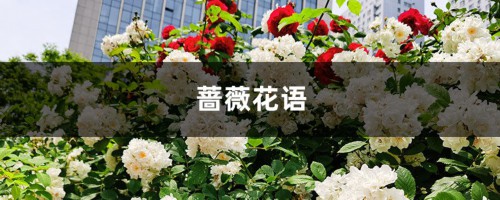 蔷薇花语及代表意义