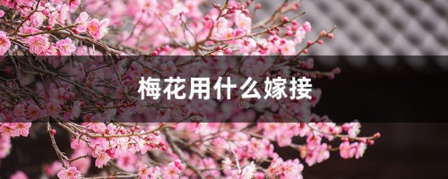 梅花用什么嫁接