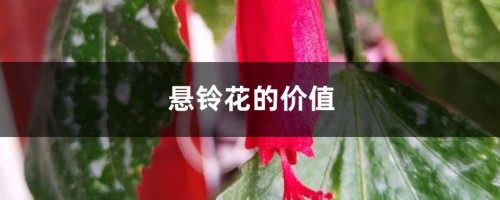 悬铃花的价值