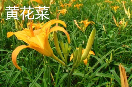 黄花菜