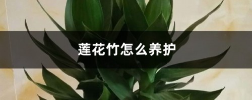 莲花竹怎么养护，有什么风水作用