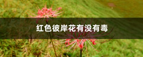 红色彼岸花有没有毒，红色彼岸花珍贵吗