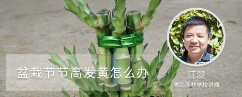 节节高怎么养不发黄（茎秆、叶子发黄处理方法）