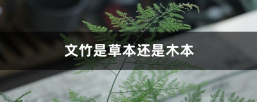 文竹是草本还是木本，是什么样子