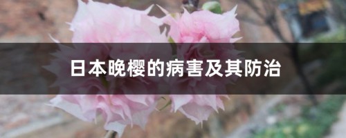 日本晚樱的病害及其防治