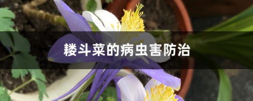 耧斗菜的病虫害防治