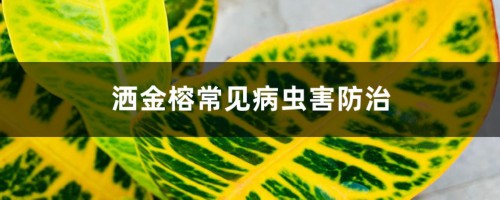 洒金榕常见病虫害防治