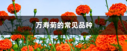 万寿菊的常见品种