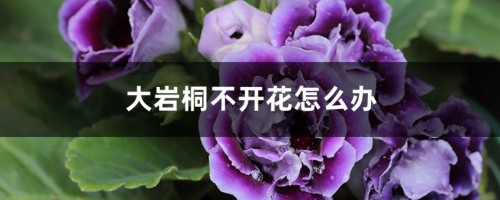 大岩桐不开花怎么办