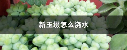 新玉缀怎么浇水