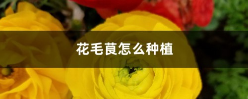 花毛茛怎么种植