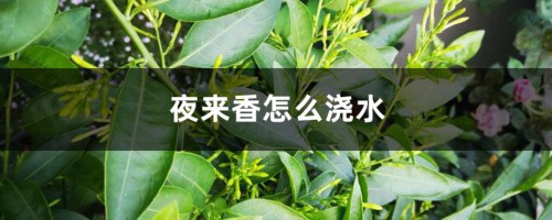 夜来香怎么浇水，这样浇植株长势超好！