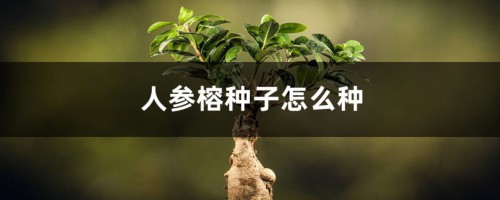 人参榕种子怎么种