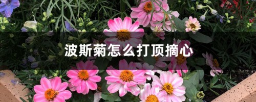 波斯菊怎么打顶摘心