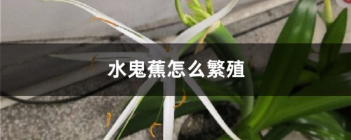 水鬼蕉怎么繁殖